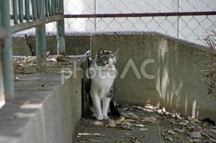どうしようか迷っている猫 野良猫,地域猫,街角の写真素材