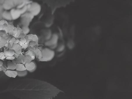 紫陽花 [白黒/淡]版 縦横4:3 白黒,モノクロ,グレースケールの写真素材