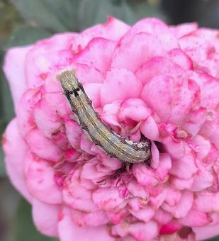 オオタバコガの幼虫 オオタバコガ,幼虫,イモムシの写真素材