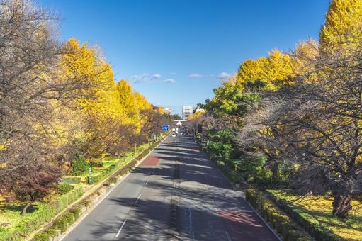 国立市大学通りのイチョウ並木 国立市大学通りのイチョウ並木 四季の写真,東京,国立市の写真素材