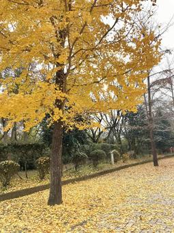 いちょう いちょうの写真