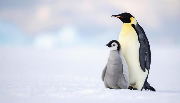 南極のペンギンの親子 南極のペンギンの親子の写真