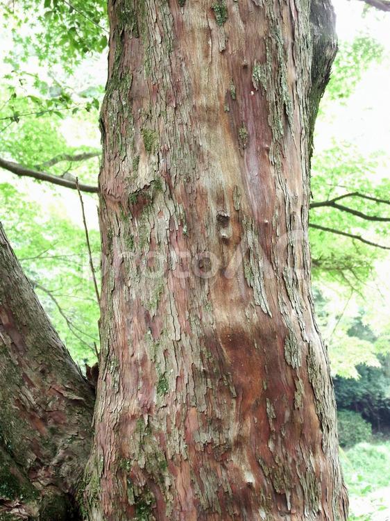 赤い肌が特徴のシャシャンボの幹 シャシャンボ,樹皮,幹の写真素材