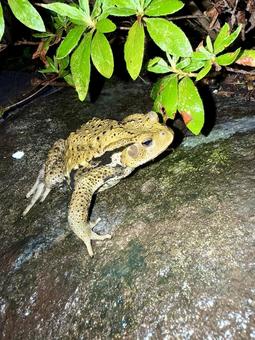 アズマヒキガエル アズマヒキガエルの写真