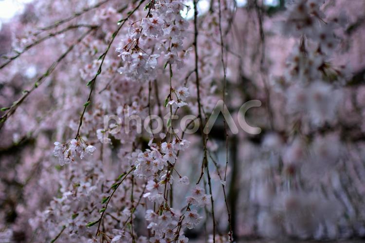 しだれ桜 桜,雫,葉の写真素材