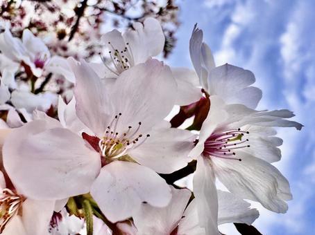 cherry blossoms, JPG