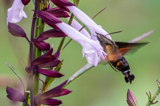 ホシホウジャク⑾ ホシホウジャク⑾の写真