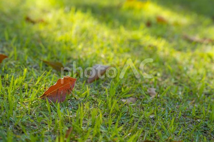 新緑の季節43 新緑,背景,葉っぱの写真素材