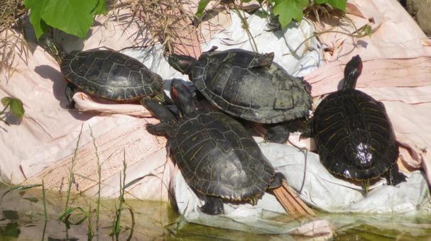 アカミミガメ家族 アカミミガメ家族 アカミミガメ,ミシシッピアカミミガメ,キバラガメの写真素材