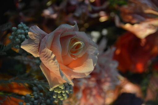 ピンクローズ きらめき,花,きらきらの写真素材