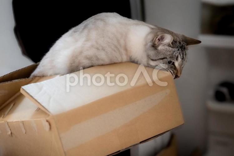 段ボール箱の上で横たわるサバトラ猫 猫,サバトラ,グレーの写真素材