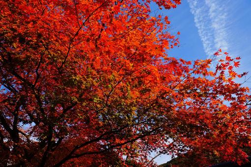 紅葉 紅葉の写真