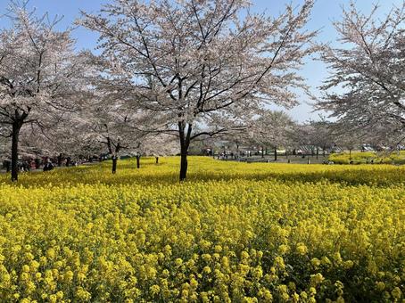 桜と菜の花 桜と菜の花の写真