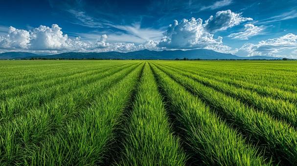 夏の田園風景：生命力あふれる広大な稲穂の写真