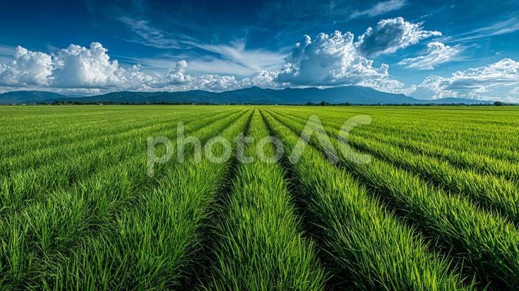 夏の田園風景：生命力あふれる広大な稲穂 稲,水田,田んぼの写真素材