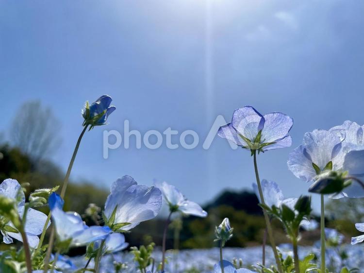 ネモフィラ／青い花　開花の順番待ち ネモフィラ,花,花畑の写真素材