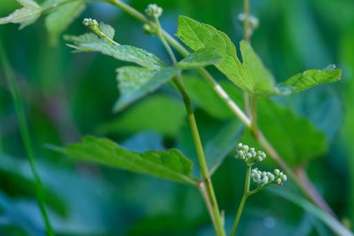 Photo, nobudo, wild grapes, grape family, 