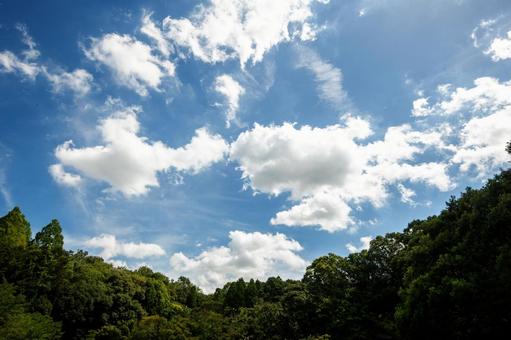 夏の空と林 夏の空と林の写真