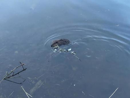 ビーバー ビーバー,動物,自然の写真素材