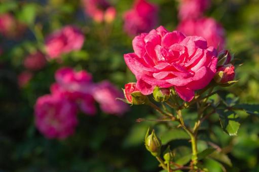 山下公園　ローズピンクの薔薇 薔薇,山下公園,未来のバラ園の写真素材