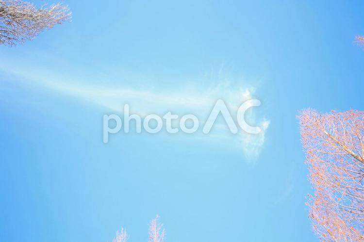 ピンク色の木々と青い空 ピンク,木々,紅葉の写真素材