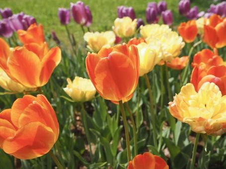 Colorful tulips blooming vibrantly, JPG