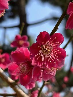 梅花, JPG 梅花, 春天, 閃光, 模糊, JPG
