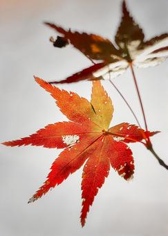 紅葉したモミジの素顔 紅葉,もみじ,葉の写真素材