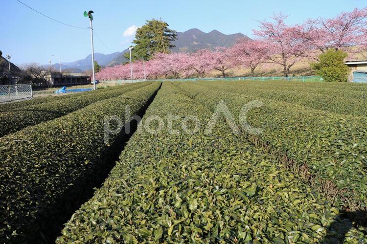 茶畑とサクラ さくら,早咲き,茶畑の写真素材