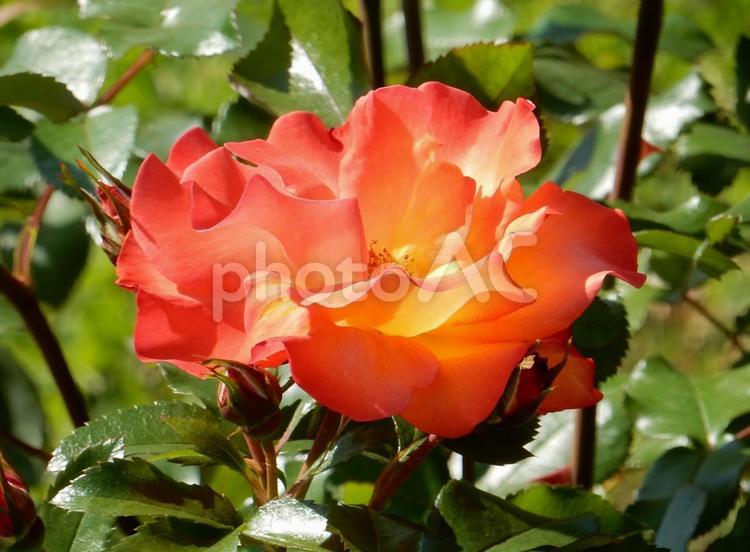 【薔薇の写真】バラの花 自然,風景,景色の写真素材