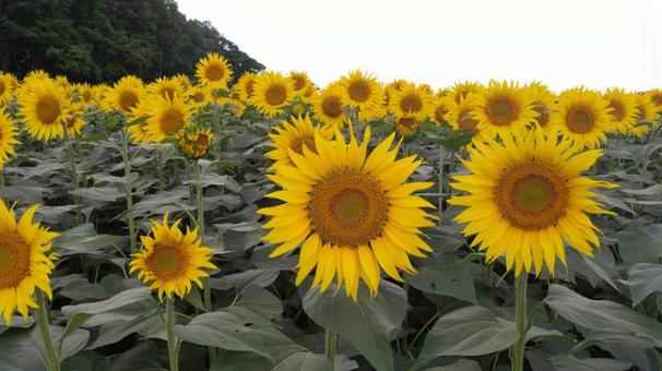 ひまわり1 ひまわり1 ひまわり,北竜町,夏の写真素材