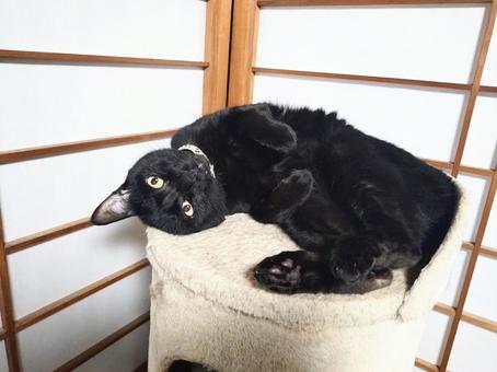 キャットタワーで仰向けになる黒猫 キャットタワーで仰向けになる黒猫 黒猫,仰向け,キャットタワーの写真素材