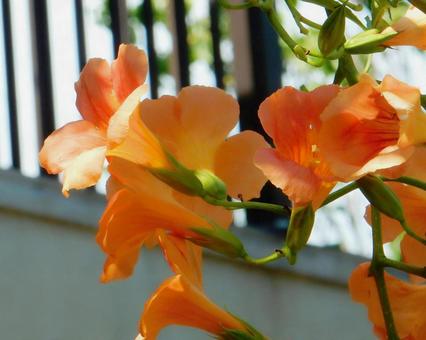 【花の写真】ノウゼンカズラ(凌霄花) 【花の写真】ノウゼンカズラ(凌霄花) ノウゼンカズラ,凌霄花,自然の写真素材