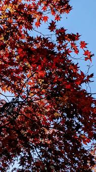 紅葉 紅葉,赤,木の写真素材