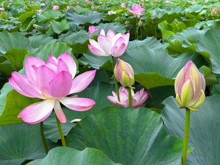 ピンク色の蓮の花 ピンク色の蓮の花の写真