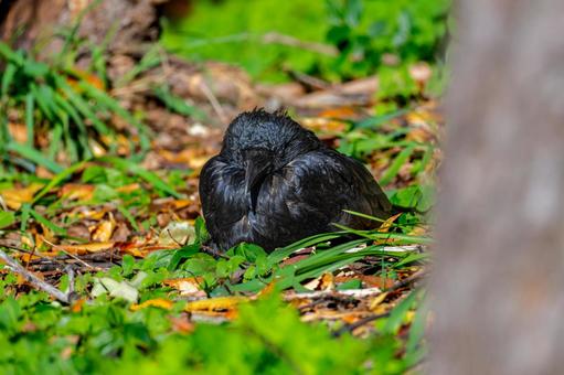 地面で寝るカラス カラス,鳥,動物の写真素材
