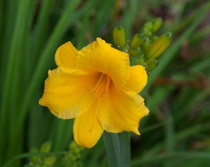 Hemerocallis, JPG Hemerocallis, JPG