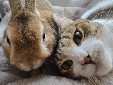 うさぎと猫 猫,ネコ,うさぎの写真素材