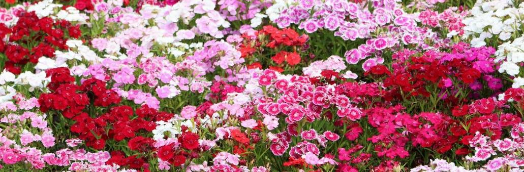 ナデシコ17(ヘッダーサイズ) ナデシコ17(ヘッダーサイズ)の写真