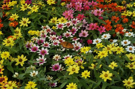 ジニア・プロフュージョンの写真