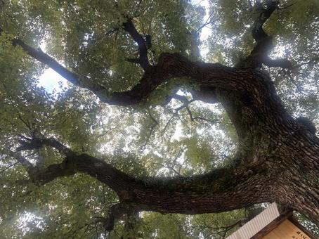 こもれび 木,こもれび,晴れやかの写真素材