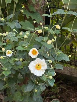 白い秋明菊 秋明菊,菊,花の写真素材