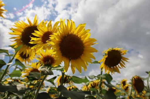 ひまわり ひまわり 夏,花,植物の写真素材