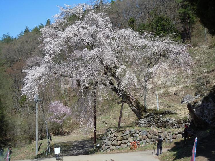 長野県高山村にある赤和観音のしだれ桜 さくら,ピンク,はなの写真素材