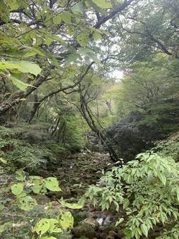 山あいを流れる渓流と野草のある初秋の風景の写真