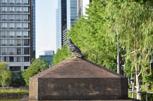 街にいるはと はと,ハト,鳩の写真素材