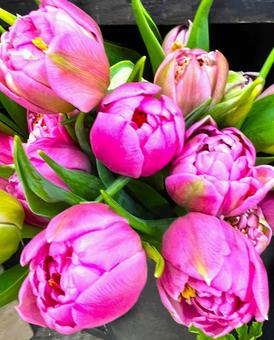 チューリップ チューリップ,花,たくさんの写真素材