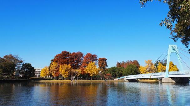 水元公園の紅葉・水元大橋＆小合溜・葛飾区 秋,水元公園,紅葉の写真素材