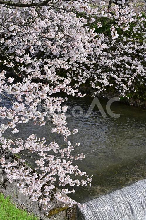 富山・南砺市・大門川沿い桜並木 花,満開,桜の写真素材
