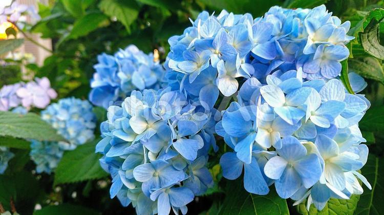 植物／景色（スマホ撮影） 紫陽花,花,梅雨の写真素材
